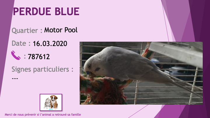 PERDUE BLUE perruche bleau clair au Motor Pool le 16/03/2020 Perdu595