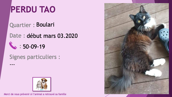 PERDU TAO chat noir roux chaussettes blanches poils longs à Boulari début mars 2020 Perdu597