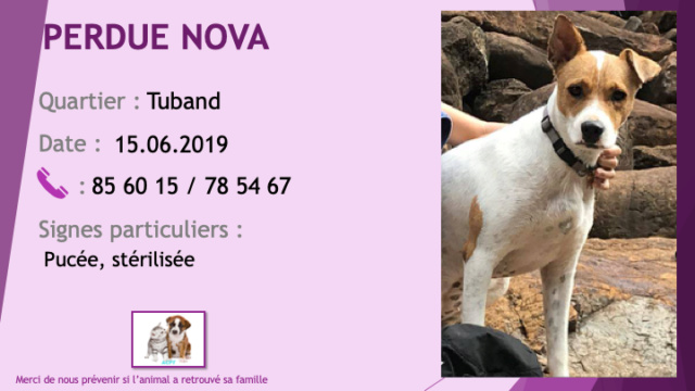 PERDUE NOVA chienne blanche et fauve, pucée, stérilisée à Tuband le 15/06/2019 Perdu60