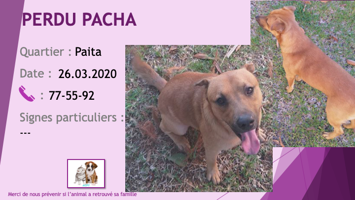 PERDU PACHA chien fauve tache noire sur la langue à Paita le 26/03/2020 Perdu610