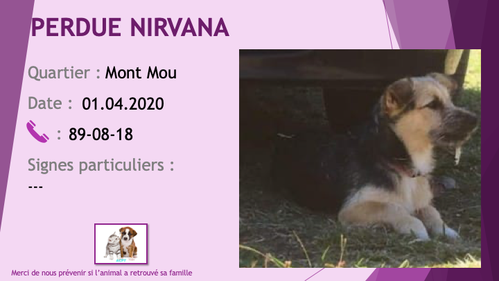PERDUE NIRVANA petite chienne noire et feu type griffon au Mont Mou le 01/04/2020 Perdu611