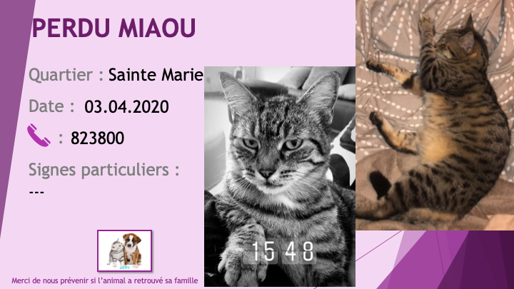PERDU MIAOU chat tigré noir beige à Sainte Marie le 03/04/2020 Perdu615