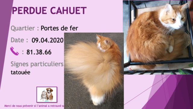 chatte - PERDUE CAHUET chatte rousse et blanche queue panache tatouée 04 aux Portes de Fer le 09/04/2020 Perdu633