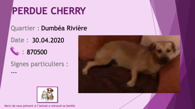 PERDUE CHERRY chienne fauve / sable de taille moyenne oreilles tombantes à Dumbéa Rivière le 30/04/2020  Perdu658
