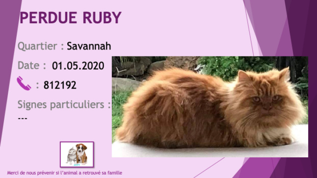 chatte - PERDUE RUBY chatte rousse avec chaussettes et sous le cou blancs poils longs à Savannah le 01/05/2020 Perdu668