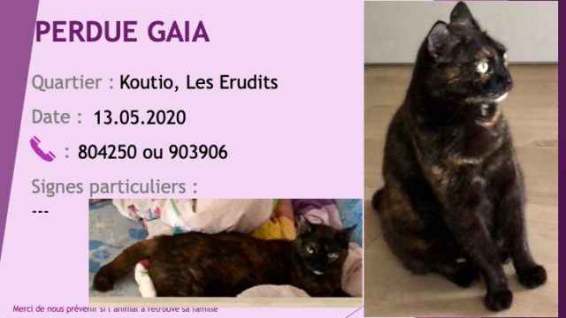 PERDUE GAIA chatte écaille de tortue tatouée AAAC849 queue courte à Koutio les Erudits  Perdu692