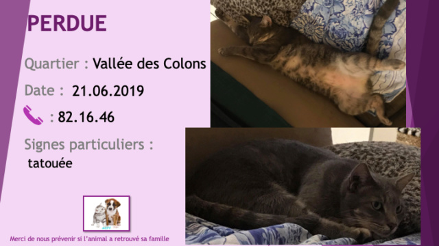 chatte - PERDUE Chatte grise légèrement tigrée tatouée à la Vallée des Colons le 21/06/2019 Perdu71