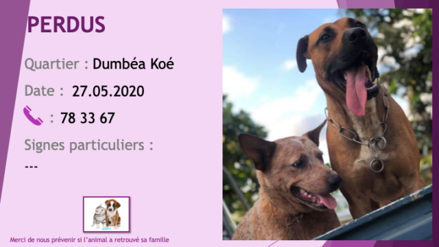 chien - PERDUS 1 bouvier australien (chien rouge) et un chien marron croisé pitbull tache blanche poitrail à Dumbéa Koé le 27/05/2020  Perdu714