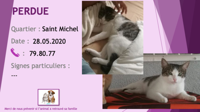 chatte - PERDUE chatte tigrée et blanche à Saint Michel le 29/05/2020 Perdu730