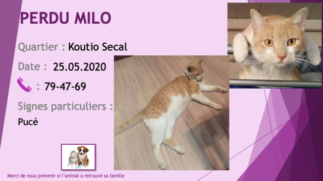 PERDU MILO chat tigré roux (sable) et blanc pucé à Koutio Secal le 25/05/2020 Perdu738