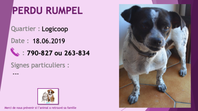 PERDU RUMPEL chien de petite taille noir et blanc à Logicoop le 18/06/2019 Perdu74