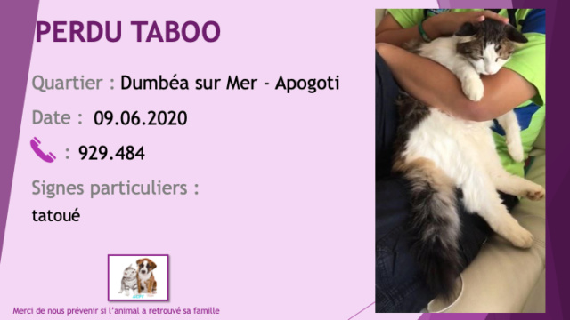PERDU TABOO chat tigré et blanc poils mi-longs tatoué à Dumbéa sur Mer Apogoti le 09/06/2020 Perdu754