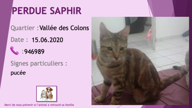 chatte - PERDUE SAPHIR chatte rousse tigrée pucée à la Vallée des Colons le 15/06/2020 Perdu767