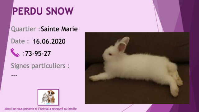 PERDU SNOW lapin blanc à Sainte Marie le 16/06/2020 Perdu769