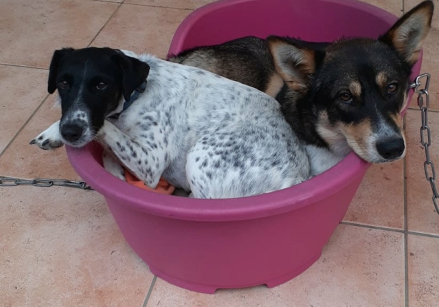 PERDUE MOON fox terrier noire et blanche tête à dominance noire tatouée, stérilisée à Téné Bourail le 28.02.2022 Perdu774