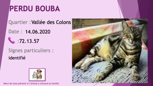 PERDU BOUBA chat tigré beige et noir stérilisé, identifié à la Vallée des Colons le 14/06/2020 Perdu775