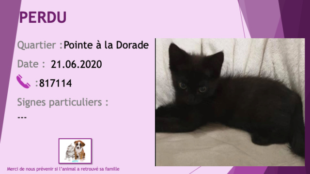 PERDU chaton noir de 4 mois à la Pointe à la Dorade le 21/06/2020 Perdu777