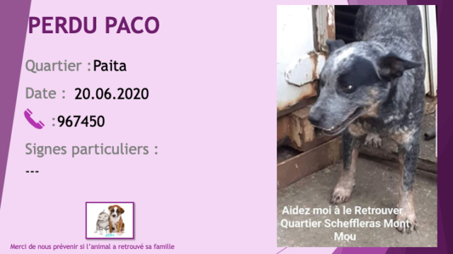 chien - PERDU PACO chien bleu (bouvier australien) à Paita le 20/06/2020 Perdu780