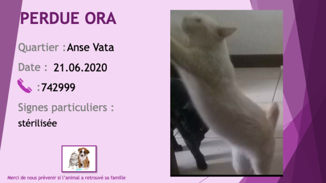 chatte - PERDUE ORA chatte blanche stérilisée à L'Anse Vata le 21/06/2020 Perdu786