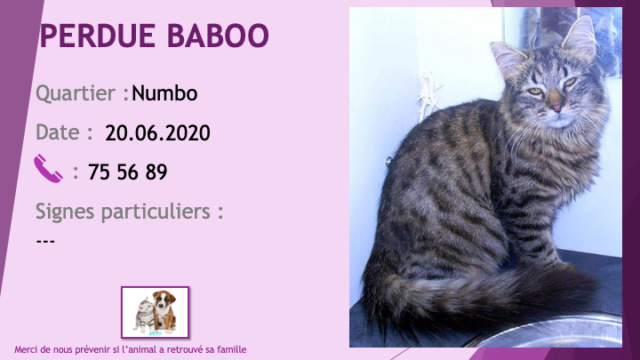 chatte - PERDUE BABOO chatte tigrée beige et noire poils longs à Numbo le 20/06/2020 Perdu795