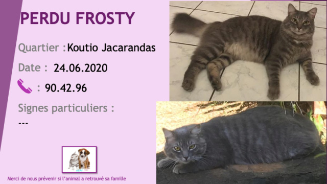 PERDU FROSTY chat tigré gris poils mi-longs castré pucé à Koutio Jacarandas le 24/06/2020 Perdu802