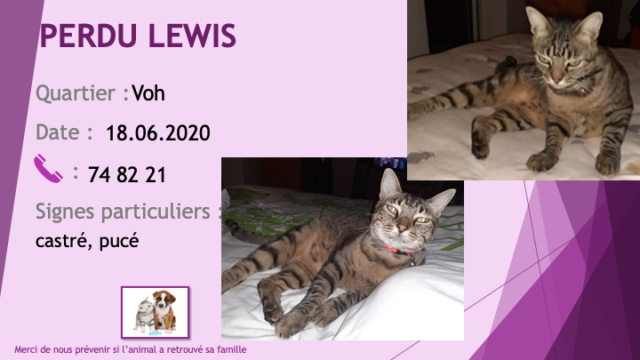 PERDU LEWIS chat tigré noir et beige castré et pucé à Voh le 18/06/2020 Perdu818