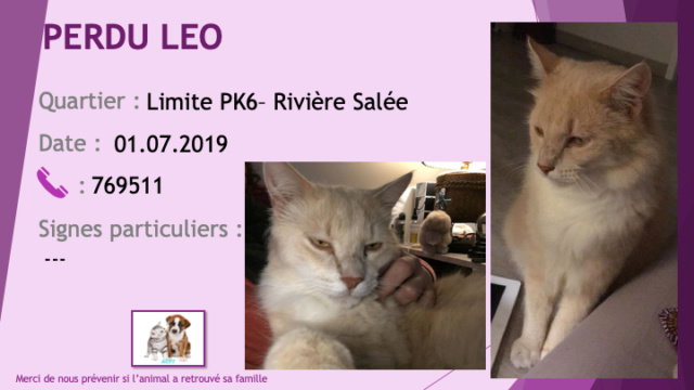 PERDU LEO chat sable et blanc poils mi-longs secteur PK6-Rivière Salée le 01/07/2019 Perdu84