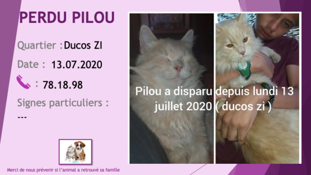 PERDU PILOU chat couleur sable et blanc poils longs à Ducos ZI le 13/07/2020 Perdu849