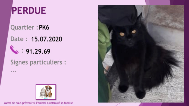 PERDUE chatte noire poils longs stérilisée au PK6 le 15/07/2020 Perdu852
