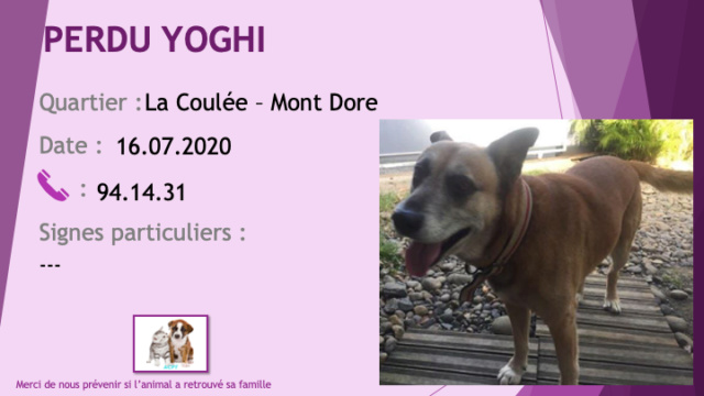 PERDU YOGHI chien couleur fauve tête blanchie par l'âge et chaussettes blanches à La Coulée Mont Dore le 16/07/2020 Perdu859