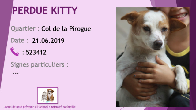 PERDUE KITTY chihuahua blanche et beige (fauve) au Col de la Pirogue depuis le 21/06/2019 Perdu87