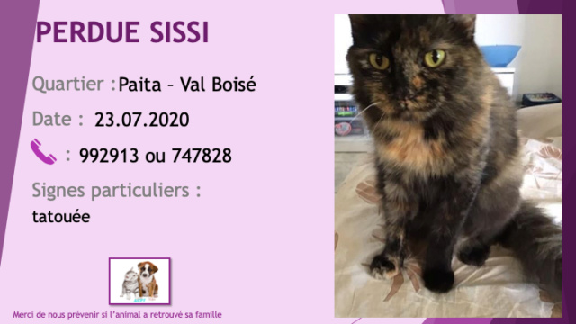 PERDUE SISSI chatte écaille de tortue tatouée à Val Boisé Paita le 23/07/2020 Perdu876