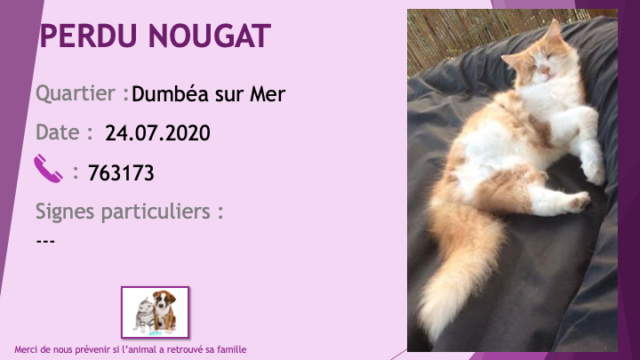 ROUX - PERDU NOUGAT chat roux et blanc poils longs à Dumbéa sur Mer le 24/07/2020 Perdu879