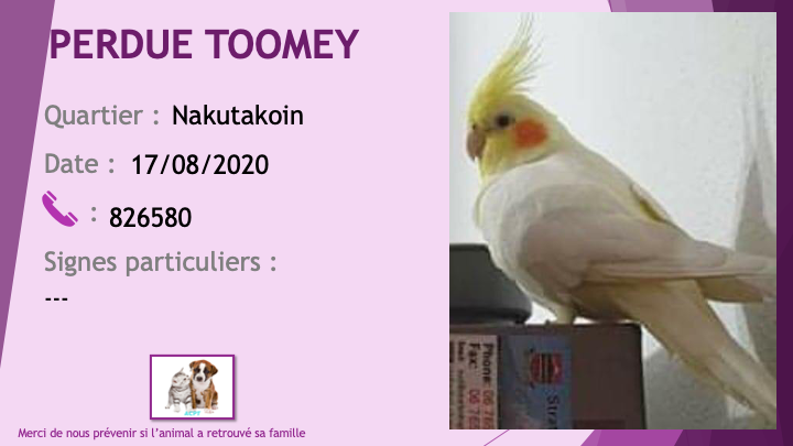 PERDUE TOOMEY calopsitte jaune apprivoisée à Nakutakoin le 17/08/2020 Perdu896