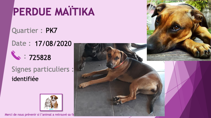 PERDUE MAÏTIKA chienne marron foncé (noire) et feu oreilles tombantes identifiée au PK7 le 17/08/2020 Perdu897