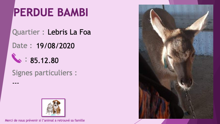 PERDUE BAMBI jeune biche à Lebris La Foa le 19/08/2020 Perdu907
