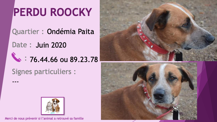 PERDU ROOCKY croisé bouvier australien (chien rouge) marron (fauve) et blanc moucheté à Ondémia Paita juin 2020 Perdu910