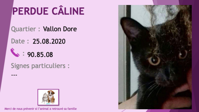 PERDUE CÂLINE chatte noire au Vallon Dore le 25/08/2020 Perdu916