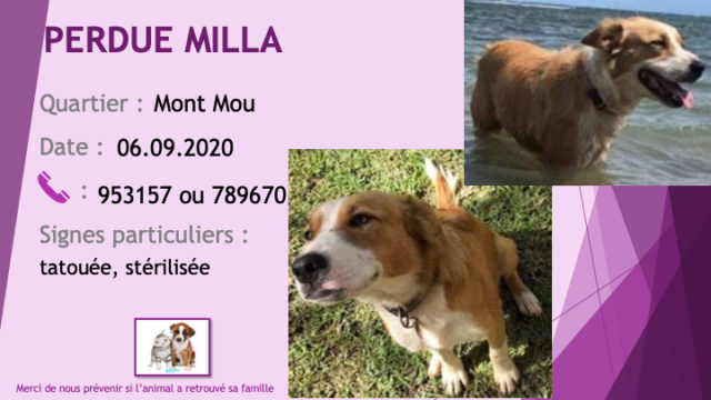 PERDUE MILLA type border collie beige et blanche tatouée stérilisée au Mont Mou le 06/09/2020 Perdu943