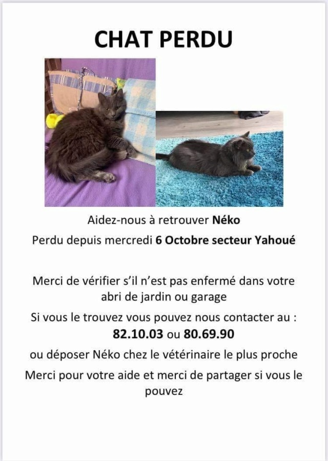 PERDU NEKO chat gris souris chartreux poils longs pucé à Yahoué le 05.10.2022 Perdu944