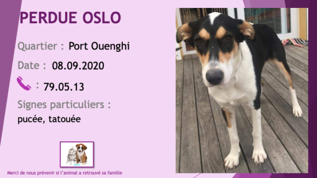 PERDUE OSLO chienne noire feu et blanche pucée et tatouée à Port Ouenghi Boulouparis le 08/09/2020 Perdu944