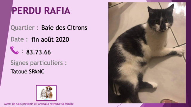PERDU RAFIA chat gris souris foncé ou noir et blanc tatoué SPANC à La Baie des Citrons fin août 2020 Perdu946