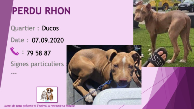 marron - PERDU chiot pitbull 3 mois oreilles coupées marron tache poitrail chaussettes et liste blancs à Ducos le 07/09/2020 Perdu947