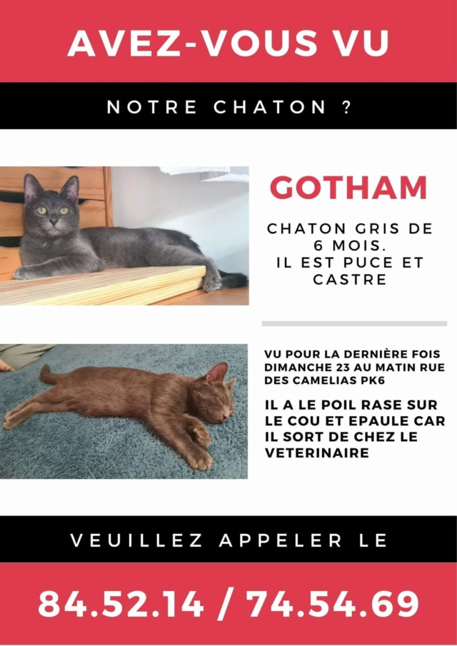 perdu - PERDU GOTHAM chat gris souris type chartreux au PK6 le 24.10.2022 Perdu950