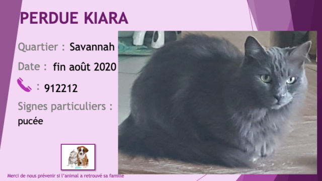 savannah - PERDUE KIARA chatte grise souris (chartreux) poils longs pucée à Savannah fin août 2020 Perdu965