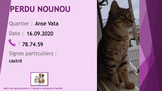 PERDU NOUNOU ou TINOUNOU jeune chat castré tigré noir beige clair avec du blanc sous le cou à l'Anse Vata le 16/09/2020  Perdu967