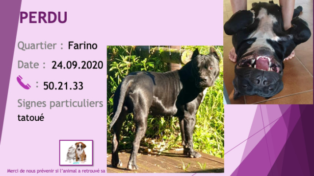 PERDU pitbull noir poitrail et ventre blanc oreilles coupées, tatoué à Farino le 24/09/2020 Perdu990