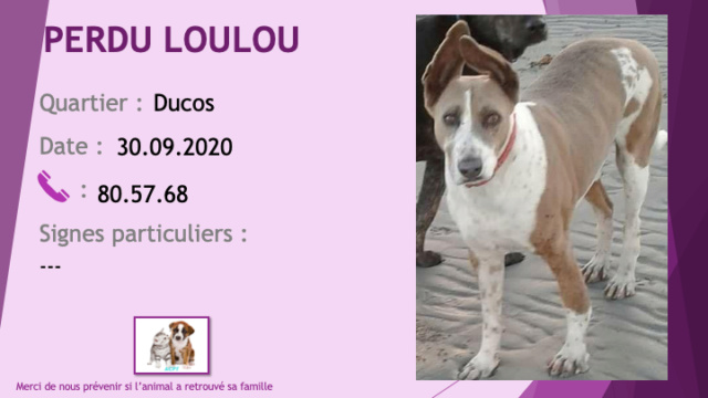 PERDU LOULOU jeune chien beige et blanc yeux clairs à Ducos le 30/09/2020 Perdu994