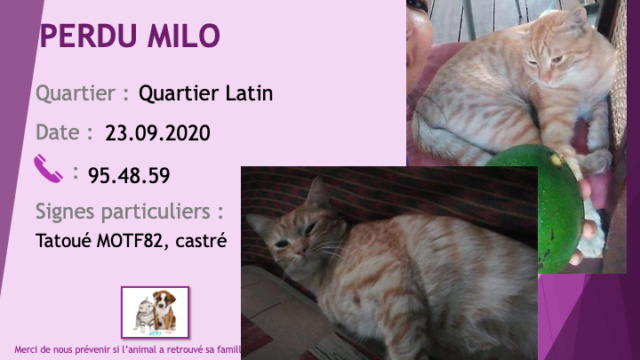 PERDU MILO chat tigré roux tatoué  MOTF82 castré au Quartier Latin le 23/09/2020 Perdu999