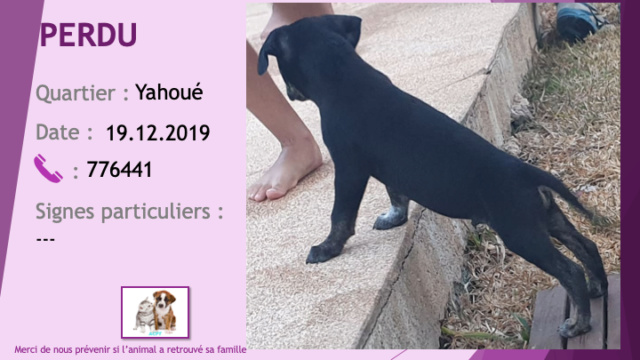 PERDU chiot noir chaussettes blanches mouchetées bleues à Yahoué le 19/12/2019 Perdu_20